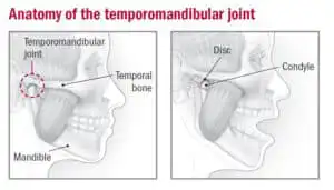 Διαταραχή της Κροταφογναθικής Άρθρωσης (TMJ) 2 Η ανατομία της κροταφογναθικής άρθρωσης