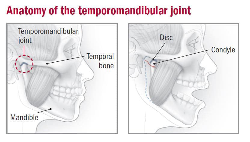 Temporomandibular Joint 1