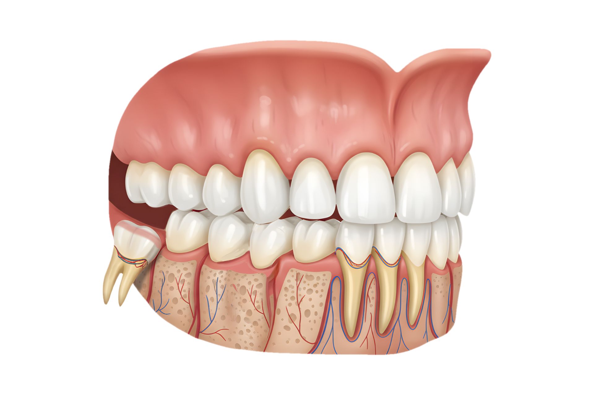 Φρονιμίτης & Εξαγωγή 2